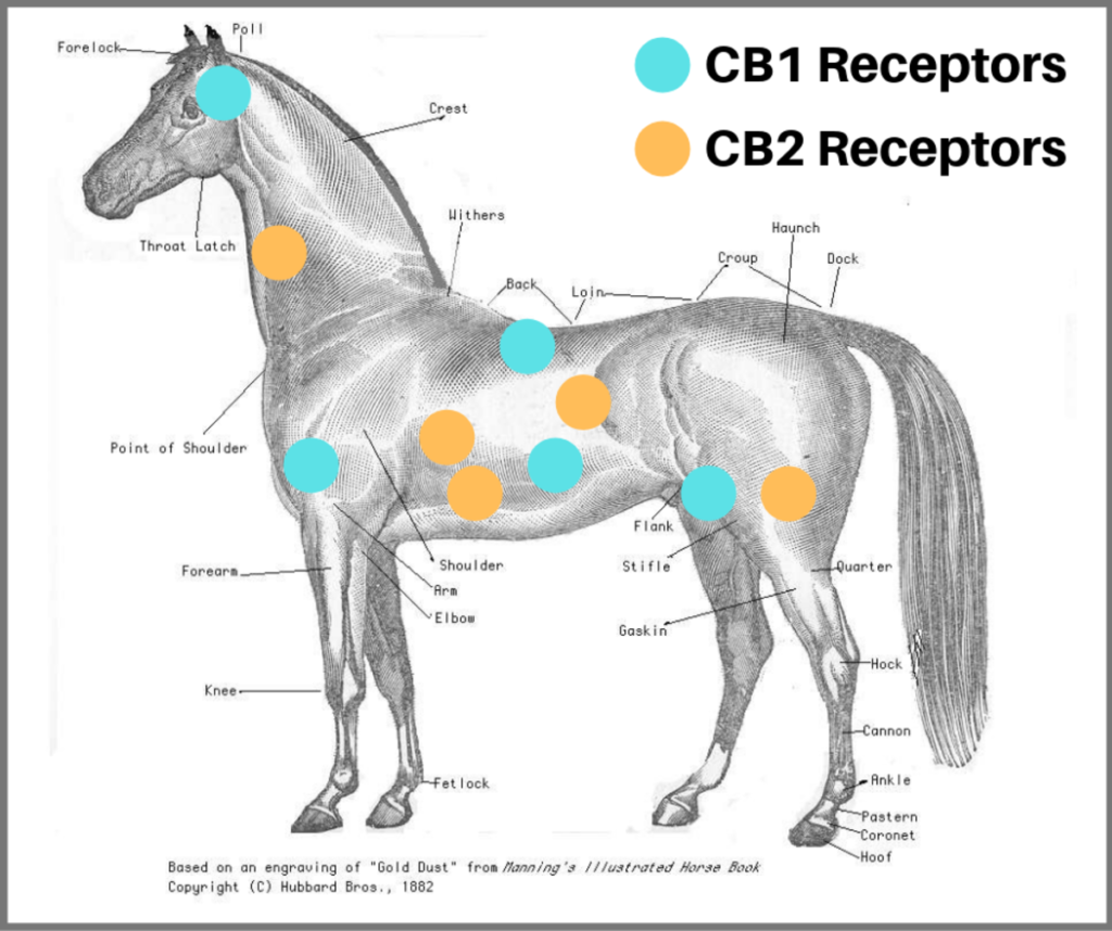 A ló endocannabinoid rendszere