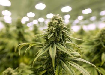 Mi is az a kannabisz?