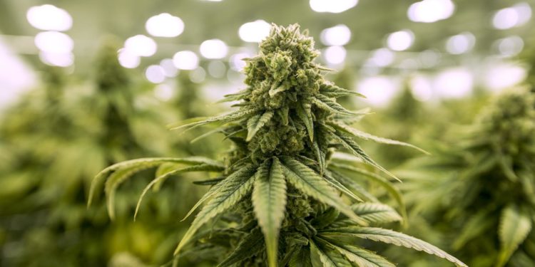 Mi is az a kannabisz?