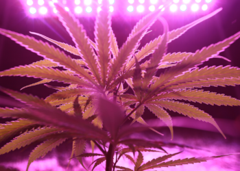 A kannabisz kábítószer?