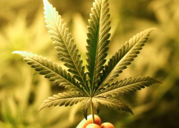 Mi az a CBD?