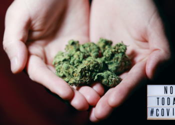 Kannabisz hatása a Koronavírusra
