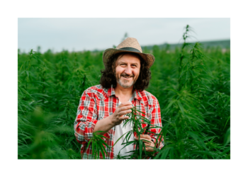 Termeszthető a kannabisz Magyarországon?