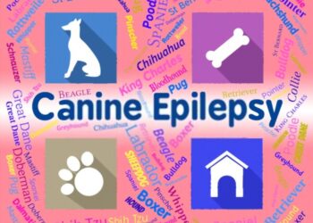Egyre több kiskedvenc szenved epilepsziában