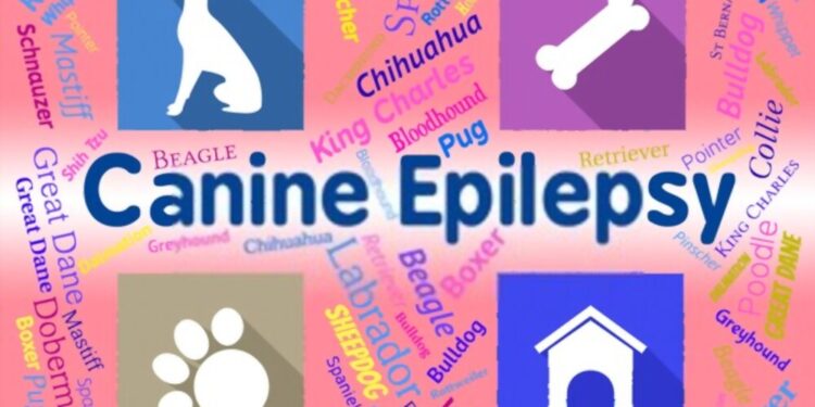 Egyre több kiskedvenc szenved epilepsziában