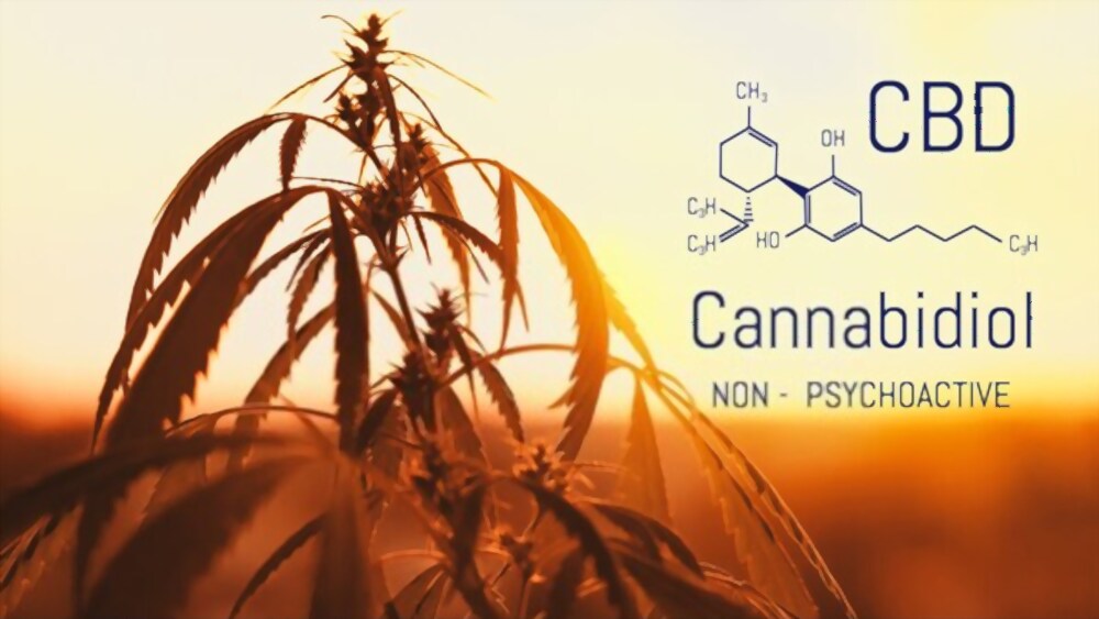 kannabidiol vezetés