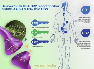 Szervezetünk CB1 CB2 receptorai. 